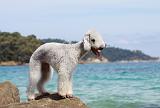 BEDLINGTON TERRIER 079